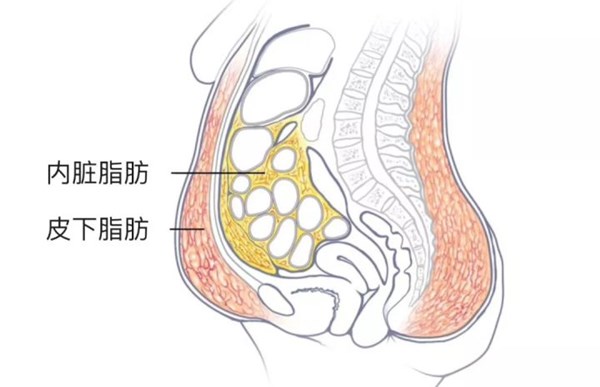 内脏脂肪和皮下脂肪对比.jpg